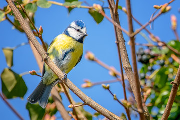 Blaumeise sieht zwischen den Zweigen Betrachter an