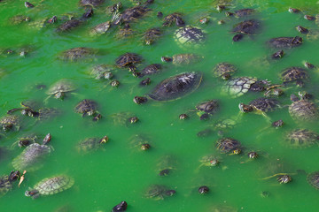 Many turtles in the pond