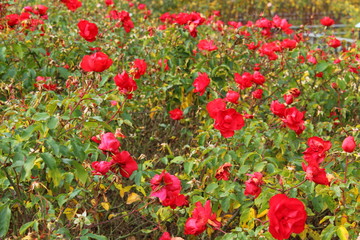 CAMPO DE ROSAS, flor, rojo, amapola, naturaleza, huerta, primavera, verano, verde, fábrica, dehesa, florecer, beldad, flora,