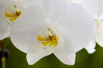 Fototapeta na wymiar White orchid macro