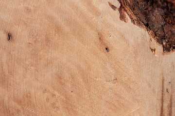Texture bois bruyère Stiennon Jacques