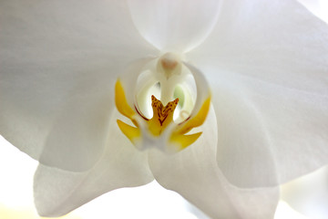 Naklejka na ściany i meble White orchid macro