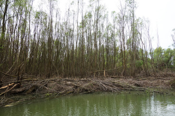 Obraz premium Young trees cut into a protected area