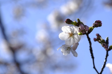 桜