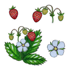 Hand painted watercolor set of berries.