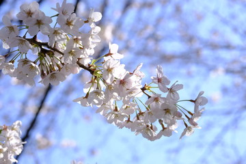 桜
