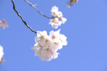 桜