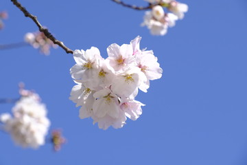 桜