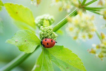 ladybug on green leaf