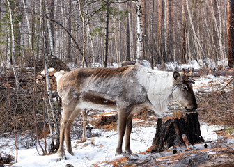 Tofalar reindeer with sawn horns