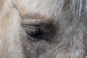 The eye of the white horse