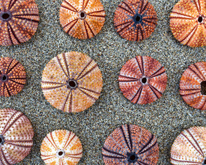 Fototapeta na wymiar reddish sea urchin shells on wet sand, top view close up