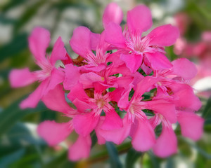 pink oleander flowers natural bouquet closeup, slight blurred image border