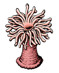Sea anemone. Vector sketch