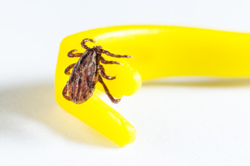 Mite crawls on yellow tweezers to remove ticks on a white background