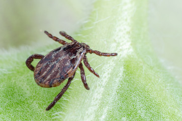 A dangerous parasite and infection carrier mite sitting on a green leaf