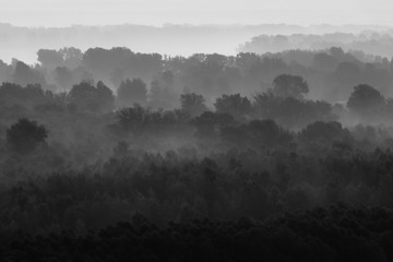 Mystical view on forest under haze at early morning. Eerie mist among layers from trees silhouettes in taiga in monochrome. Calm atmospheric minimalistic monochrome landscape of majestic nature.