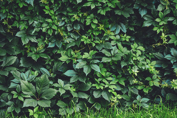 Fototapeta na wymiar Hedge of big green leaves in spring. Green fence of parthenocissus henryana. Natural background of girlish grapes. Floral texture of parthenocissus inserta. Rich greenery. Plants in botanical garden.