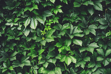 Hedge of big green leaves in spring. Green fence of parthenocissus henryana. Natural background of girlish grapes. Floral texture of parthenocissus inserta. Rich greenery. Plants in botanical garden.