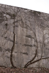 An architecture with vines