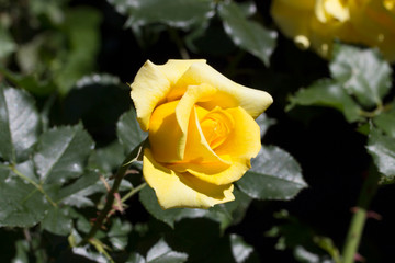 Yellow rose in the garden