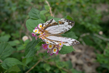 A rare butterfly Cyrestis Thyodamas