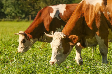 Fototapeta na wymiar Two brown cows grazing on meadow. Organic cattle breeding.