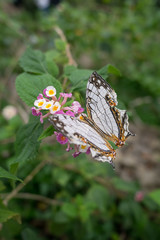 A rare butterfly Cyrestis Thyodamas