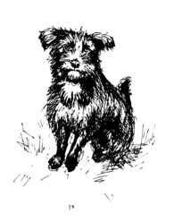 Shaggy dog. Line drawing