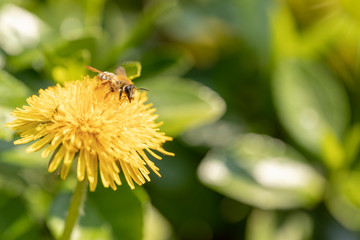 Biene auf einer Löwenzahnblüte © Mr.Stock