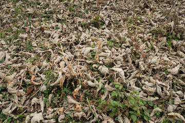 Dried leaves on the ground