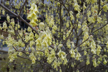 Flowers of spike winter hazel