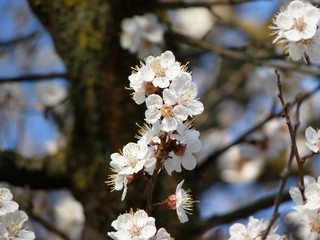 flowers in spring