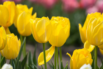 Obraz premium Yellow tulips flower plant garden close up