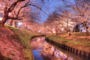 cherry blossom 日本の夜桜 船橋 海老川 千葉 ライトアップ 春