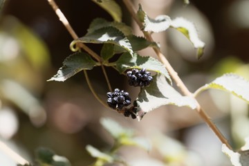 Fruits of a desert rose, Lantana camara,