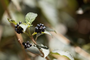 Fruits of a desert rose, Lantana camara,