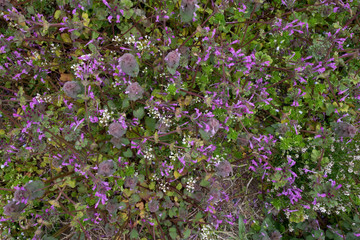 Obraz premium Henbit flowers
