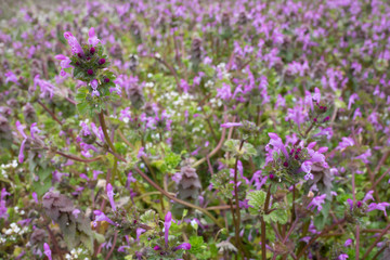 Fototapeta premium Kwiaty Henbit