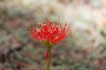 Flower of a blood lily, Scadoxus multiflorus