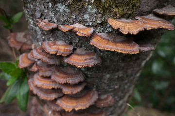 Brown hard mushrooms on the tree trunk