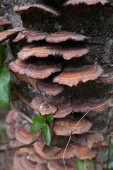 Brown hard mushrooms on the tree trunk