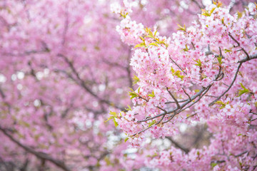 Fototapeta premium 河津桜