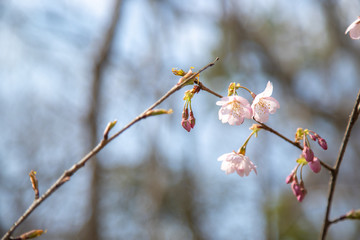 河津桜