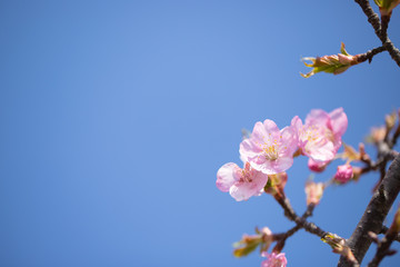 河津桜