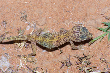 Middle Eastern Short-Fingered Gecko (Stenodactylus doriae)