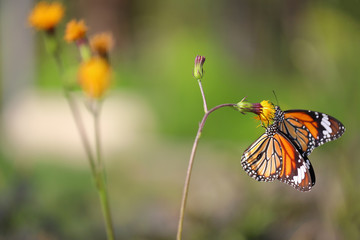 Closeup to butterfly on the flower (Common tiger butterfly)