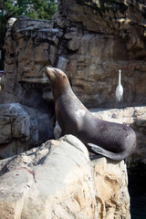 Obraz premium Sea Lion