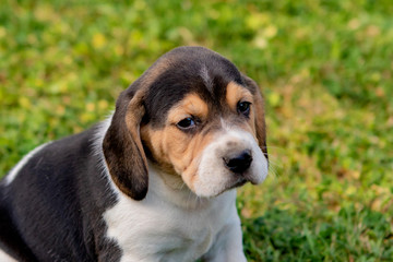 Beautiful beagle puppy on the green grass