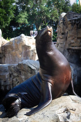 Fototapeta premium Sea Lion